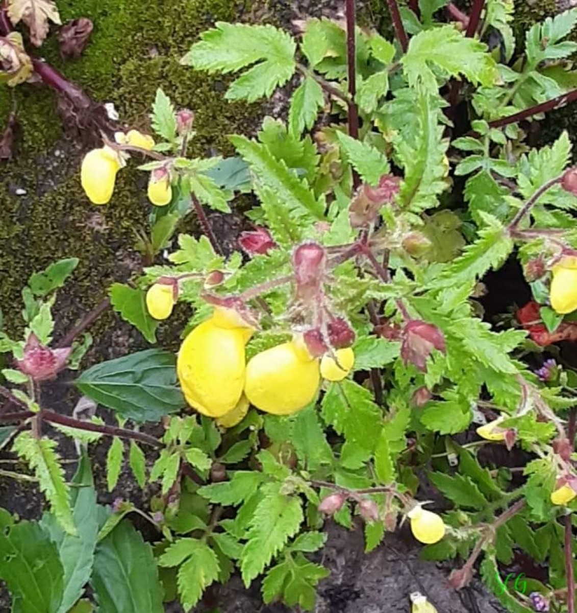 Calceolaria tripartita Ruiz & Pav.